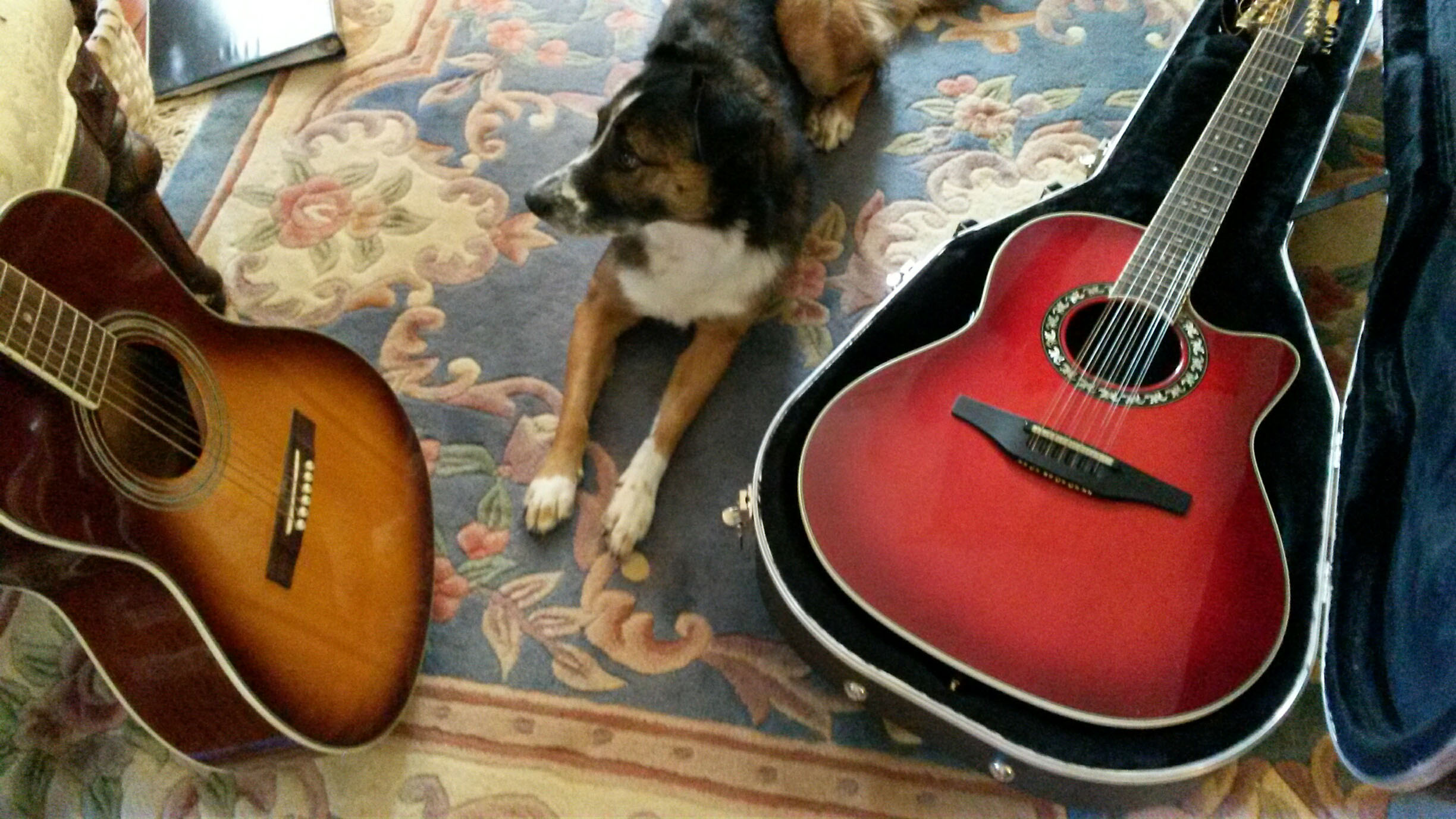dog guitars