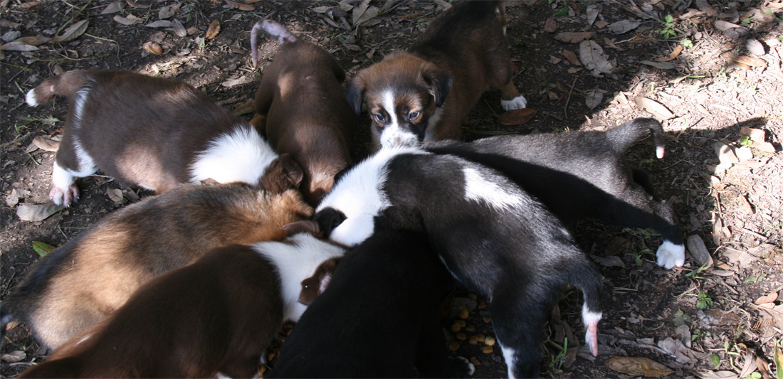 puppies yard