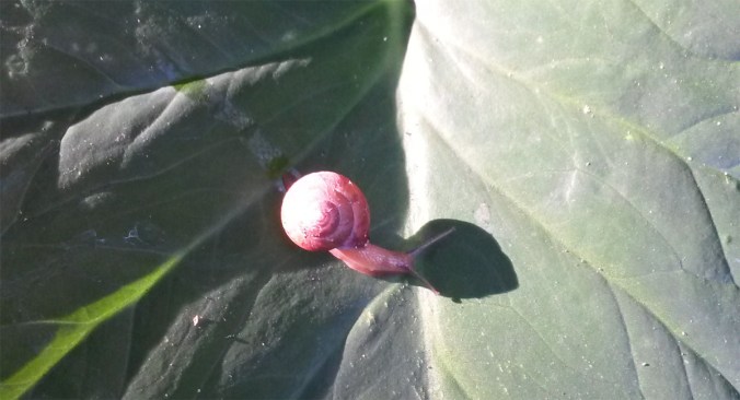 snail-1
