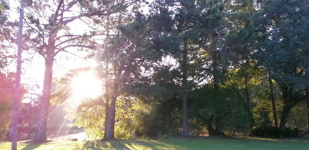 morning-walk-in-south-la