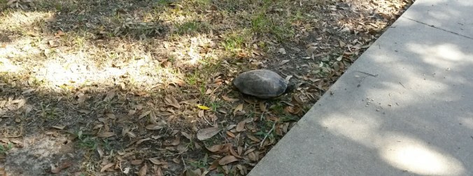 turtle