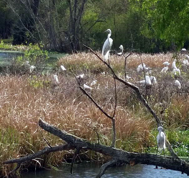 egret avery island