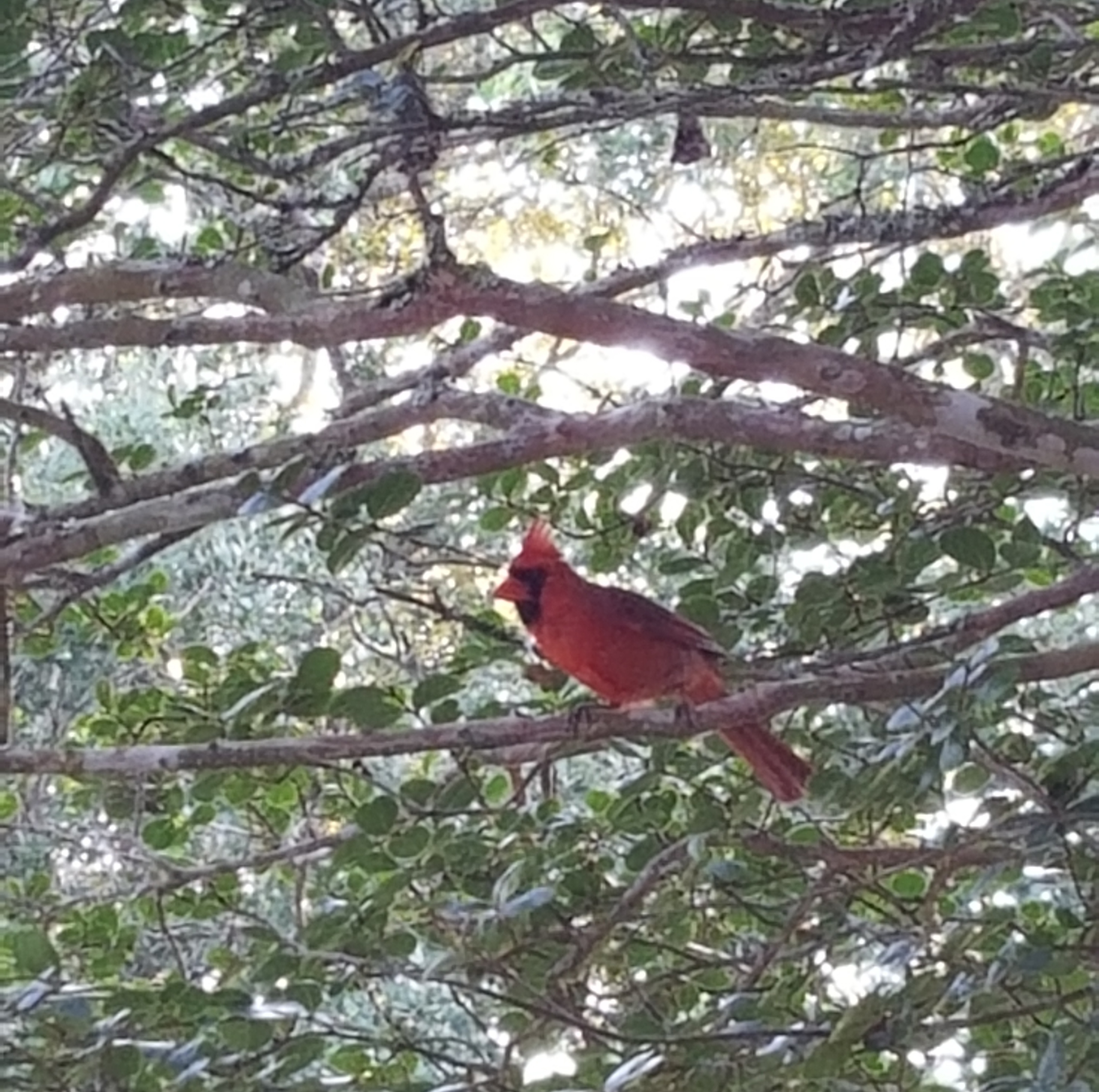 Cardinal