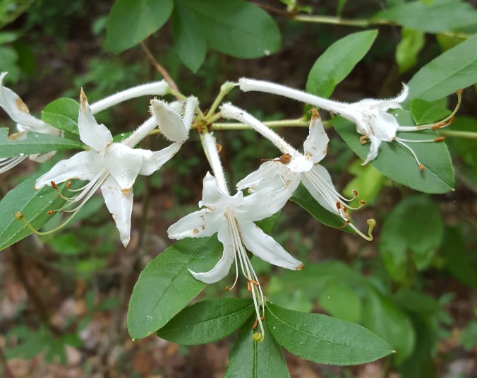 AA mountain laurel